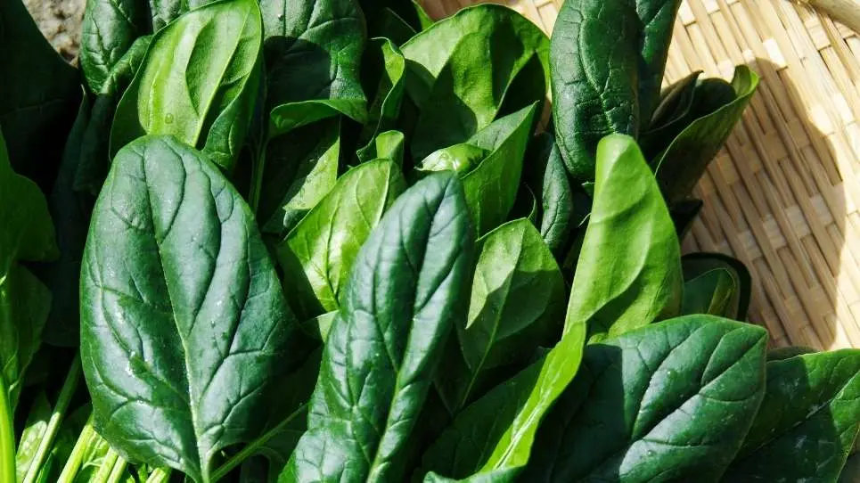 What vitamins does spinach have?