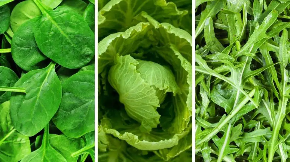 Substitutes for Spinach: A Healthy and Versatile Option