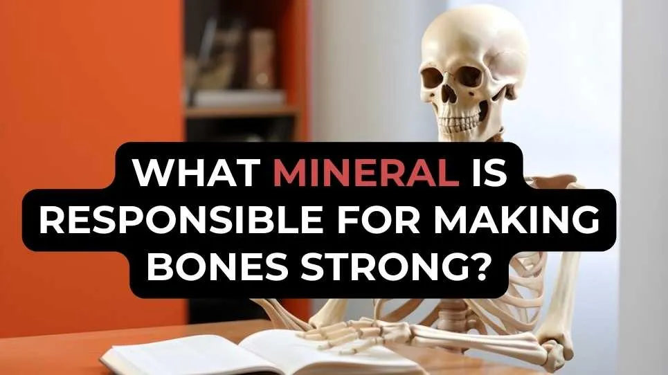 What Mineral Is Responsible for Making Bones Strong